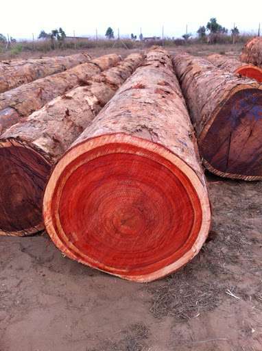 sapele-tree-wood